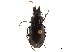  (Diplocheila latifrons - CCDB-30445-D12)  @11 [ ] CreativeCommons - Attribution (2018) CBG Photography Group Smithsonian Institution