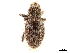  ( - CCDB-30446-A06)  @11 [ ] CreativeCommons - Attribution (2018) CBG Photography Group Smithsonian Institution