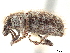 ( - CCDB-30446-A06)  @11 [ ] CreativeCommons - Attribution (2018) CBG Photography Group Smithsonian Institution
