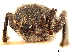  ( - CCDB-30446-A08)  @11 [ ] CreativeCommons - Attribution (2018) CBG Photography Group Smithsonian Institution