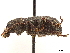  ( - CCDB-30446-A09)  @11 [ ] CreativeCommons - Attribution (2018) CBG Photography Group Smithsonian Institution