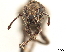  (Geniocremnus laticollis - CCDB-30446-B08)  @11 [ ] CreativeCommons - Attribution (2018) CBG Photography Group Smithsonian Institution