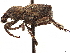  ( - CCDB-30446-B08)  @11 [ ] CreativeCommons - Attribution (2018) CBG Photography Group Smithsonian Institution