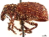  ( - CCDB-30446-C02)  @11 [ ] CreativeCommons - Attribution (2018) CBG Photography Group Smithsonian Institution