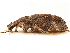  ( - CCDB-30446-C05)  @11 [ ] CreativeCommons - Attribution (2018) CBG Photography Group Smithsonian Institution