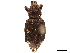  (Trichalophus rudis - CCDB-30446-C06)  @11 [ ] CreativeCommons - Attribution (2018) CBG Photography Group Smithsonian Institution