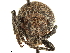  ( - CCDB-30446-C07)  @11 [ ] CreativeCommons - Attribution (2018) CBG Photography Group Smithsonian Institution