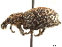  ( - CCDB-30446-C07)  @11 [ ] CreativeCommons - Attribution (2018) CBG Photography Group Smithsonian Institution