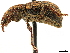 ( - CCDB-30446-C10)  @11 [ ] CreativeCommons - Attribution (2018) CBG Photography Group Smithsonian Institution
