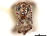  ( - CCDB-30446-D02)  @11 [ ] CreativeCommons - Attribution (2018) CBG Photography Group Smithsonian Institution