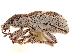  ( - CCDB-30446-D02)  @11 [ ] CreativeCommons - Attribution (2018) CBG Photography Group Smithsonian Institution