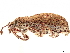  ( - CCDB-30446-D03)  @11 [ ] CreativeCommons - Attribution (2018) CBG Photography Group Smithsonian Institution