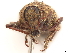  ( - CCDB-30446-E03)  @11 [ ] CreativeCommons - Attribution (2018) CBG Photography Group Smithsonian Institution