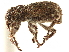  ( - CCDB-30446-E04)  @11 [ ] CreativeCommons - Attribution (2018) CBG Photography Group Smithsonian Institution