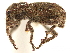  ( - CCDB-30446-E05)  @11 [ ] CreativeCommons - Attribution (2018) CBG Photography Group Smithsonian Institution