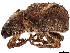  ( - CCDB-30446-E10)  @11 [ ] CreativeCommons - Attribution (2018) CBG Photography Group Smithsonian Institution