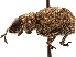  ( - CCDB-30446-E11)  @11 [ ] CreativeCommons - Attribution (2018) CBG Photography Group Smithsonian Institution