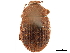  ( - CCDB-30446-E12)  @11 [ ] CreativeCommons - Attribution (2018) CBG Photography Group Smithsonian Institution