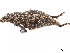  ( - CCDB-30446-G02)  @11 [ ] CreativeCommons - Attribution (2018) CBG Photography Group Smithsonian Institution