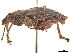  ( - CCDB-30446-G04)  @11 [ ] CreativeCommons - Attribution (2018) CBG Photography Group Smithsonian Institution