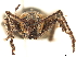  ( - CCDB-30446-G05)  @11 [ ] CreativeCommons - Attribution (2018) CBG Photography Group Smithsonian Institution