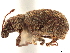  (Nemocestes tuberculatus - CCDB-30446-H11)  @11 [ ] CreativeCommons - Attribution (2018) CBG Photography Group Smithsonian Institution