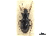  ( - CCDB-30447-H08)  @11 [ ] CreativeCommons - Attribution (2018) CBG Photography Group Smithsonian Institution