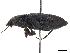  (Notiobia parilis - CCDB-30448-C03)  @11 [ ] CreativeCommons - Attribution (2018) CBG Photography Group Smithsonian Institution