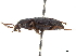  (Trichopselaphus woldai - CCDB-30448-D09)  @11 [ ] CreativeCommons - Attribution (2018) CBG Photography Group Smithsonian Institution
