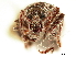  ( - CCDB-30449-A01)  @11 [ ] CreativeCommons - Attribution (2018) CBG Photography Group Smithsonian Institution