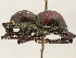  ( - CCDB-30449-C09)  @11 [ ] CreativeCommons - Attribution (2019) CBG Photography Group Smithsonian Institution
