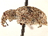  ( - CCDB-30449-C10)  @11 [ ] CreativeCommons - Attribution (2019) CBG Photography Group Smithsonian Institution