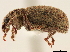  ( - CCDB-30449-C12)  @11 [ ] CreativeCommons - Attribution (2019) CBG Photography Group Smithsonian Institution