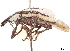  ( - CCDB-30449-D07)  @11 [ ] CreativeCommons - Attribution (2019) CBG Photography Group Smithsonian Institution