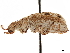  ( - CCDB-30449-D09)  @11 [ ] CreativeCommons - Attribution (2019) CBG Photography Group Smithsonian Institution