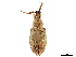  (Eustylus puber - CCDB-30449-D10)  @11 [ ] CreativeCommons - Attribution (2018) CBG Photography Group Smithsonian Institution