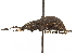  ( - CCDB-30449-E10)  @11 [ ] CreativeCommons - Attribution (2018) CBG Photography Group Smithsonian Institution