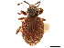  (Cercopeus chrysorrhoeus - CCDB-30449-E11)  @11 [ ] CreativeCommons - Attribution (2018) CBG Photography Group Smithsonian Institution