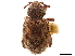  (Cercopeus maspavancus - CCDB-30449-E12)  @11 [ ] CreativeCommons - Attribution (2018) CBG Photography Group Smithsonian Institution