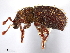  ( - CCDB-30449-F04)  @11 [ ] CreativeCommons - Attribution (2019) CBG Photography Group Smithsonian Institution