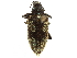  (Polyclaeis africanus - CCDB-30449-G09)  @11 [ ] CreativeCommons - Attribution (2019) CBG Photography Group Smithsonian Institution