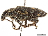  (Polyclaeis longicornis - CCDB-30449-G10)  @11 [ ] CreativeCommons - Attribution (2018) CBG Photography Group Smithsonian Institution