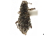  (Isodacrys ovipennis - CCDB-30449-H04)  @11 [ ] CreativeCommons - Attribution (2019) CBG Photography Group Smithsonian Institution