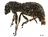  ( - CCDB-30449-H04)  @11 [ ] CreativeCommons - Attribution (2019) CBG Photography Group Smithsonian Institution