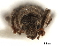  (Isodrusus debilis - CCDB-30449-H05)  @11 [ ] CreativeCommons - Attribution (2018) CBG Photography Group Smithsonian Institution