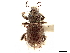  ( - CCDB-30449-H07)  @11 [ ] CreativeCommons - Attribution (2019) CBG Photography Group Smithsonian Institution