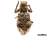  (Pandeleteius cinereus - CCDB-30449-H08)  @11 [ ] CreativeCommons - Attribution (2019) CBG Photography Group Smithsonian Institution