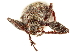  (Pandeleteius rotundicollis - CCDB-30449-H09)  @11 [ ] CreativeCommons - Attribution (2018) CBG Photography Group Smithsonian Institution