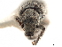  ( - CCDB-30449-H11)  @11 [ ] CreativeCommons - Attribution (2018) CBG Photography Group Smithsonian Institution