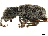  ( - CCDB-30449-H11)  @11 [ ] CreativeCommons - Attribution (2019) CBG Photography Group Smithsonian Institution